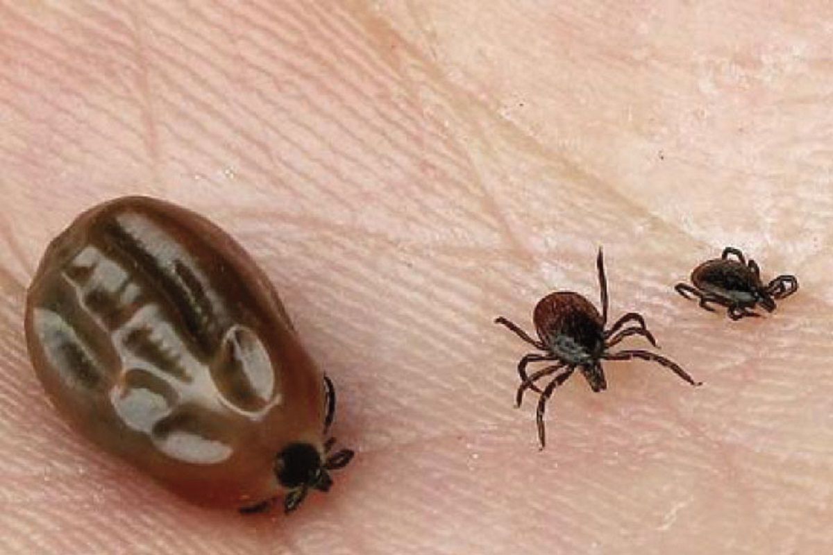 Tiques a l origine de la maladie lyme