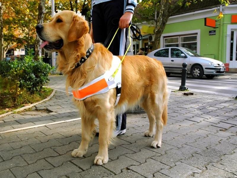 Un chien guide pour deficient visuel golden retriever
