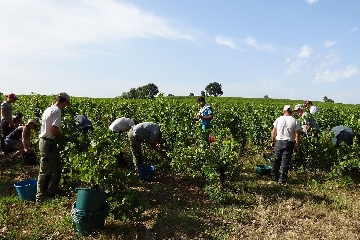 Des apprentis de lecole hoteliere Mederic aux cotes de jeune en situation de handicap de lESAT Ã Gaillac dans les vignes