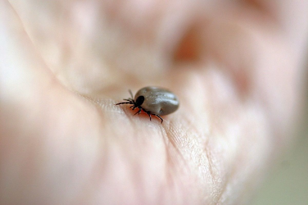 Un tique  a l origine de la maladie de Lyme